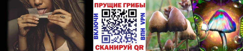 Псилоцибиновые грибы Psilocybe  где найти   Инсар 